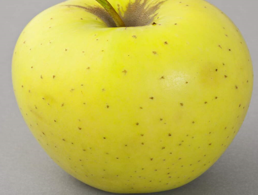 Яблоня Голден Делишес Яблоня Голден Делишес