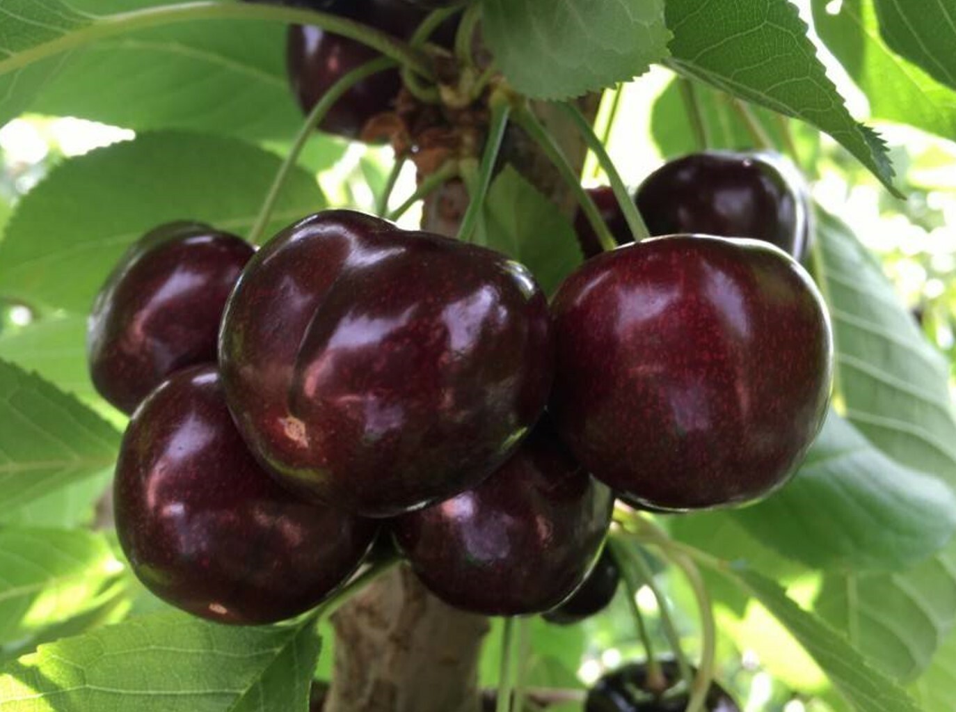 Вишня Антроцитовая Вишня Антроцитовая