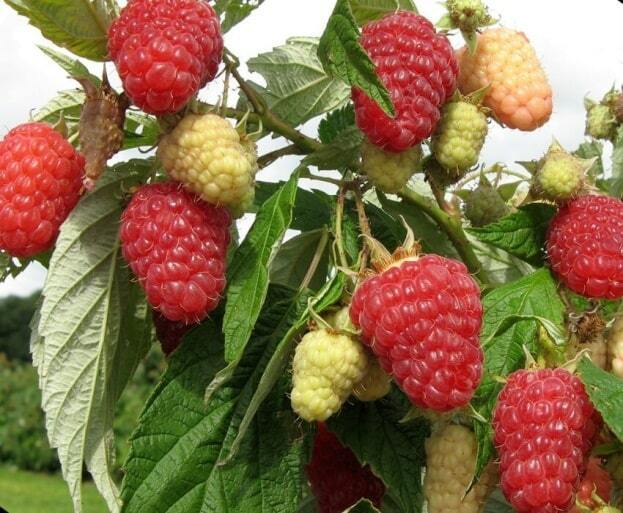 Малина Полка (Полька) Малина Полка (Полька)