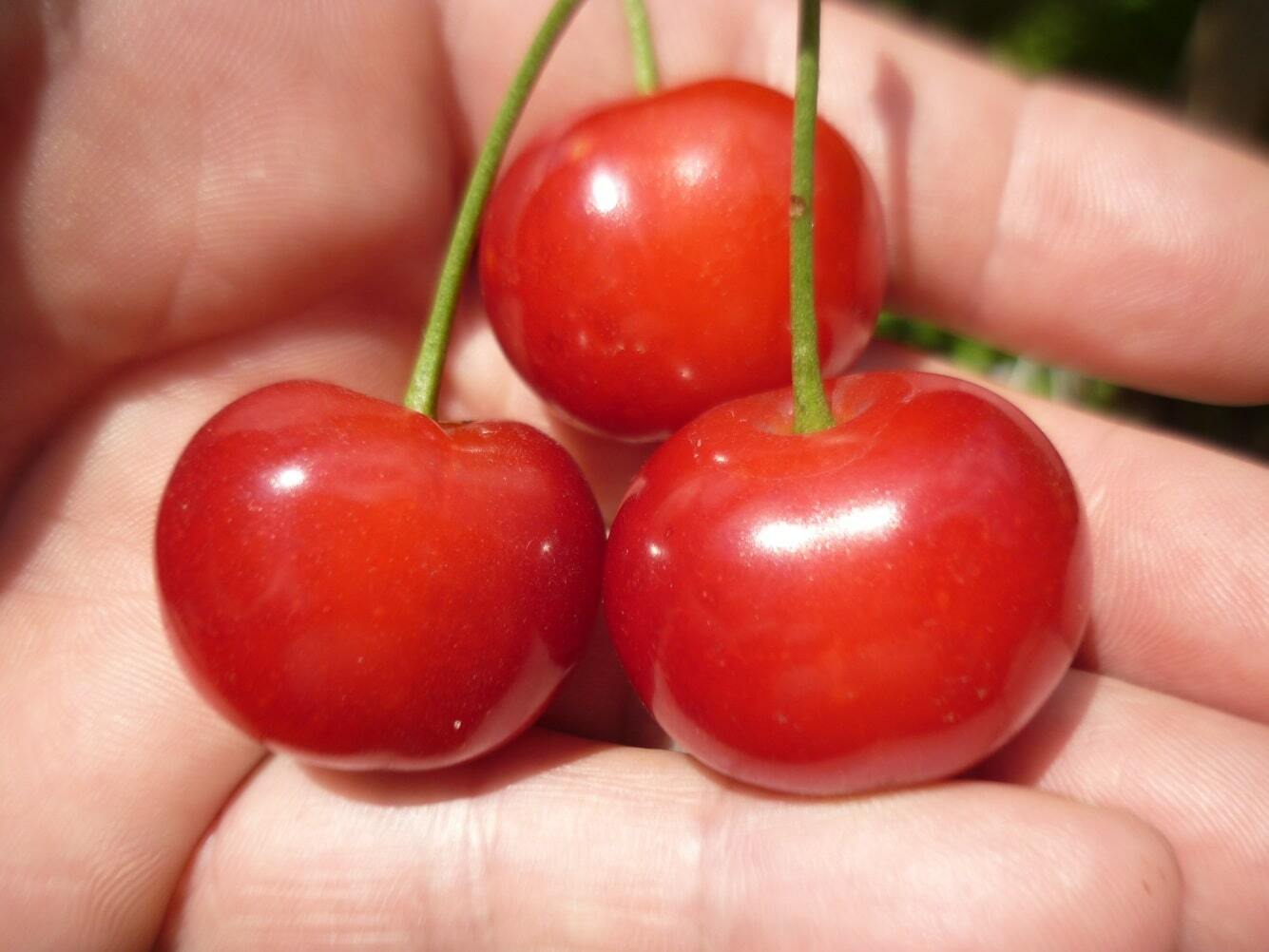 Вишня Мелитопольская десертная Вишня Мелитопольская десертная