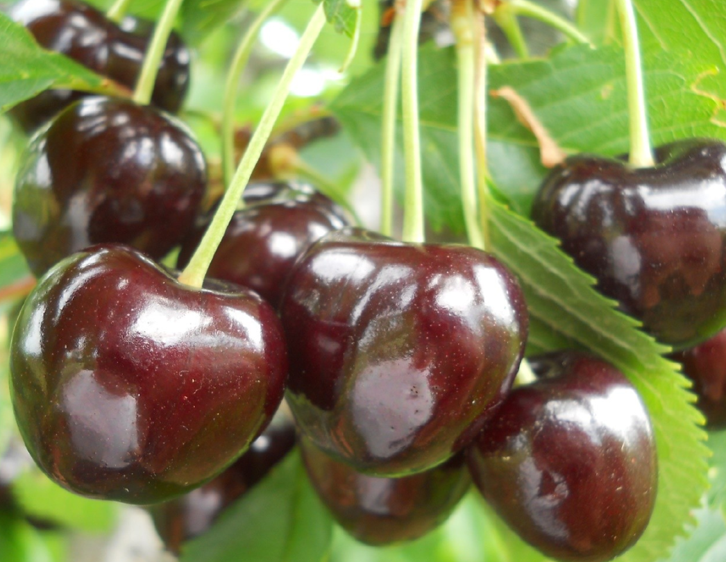 Черешня Бигарро Бурлат Черешня Бигарро Бурлат