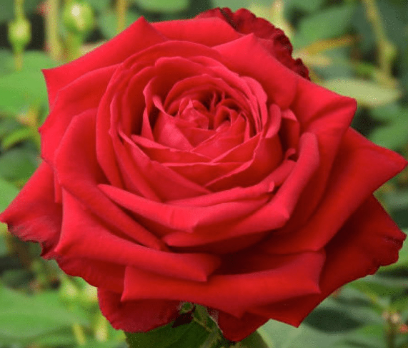 Роза Софи Лорен (Sophia Loren) Роза Софи Лорен (Sophia Loren)