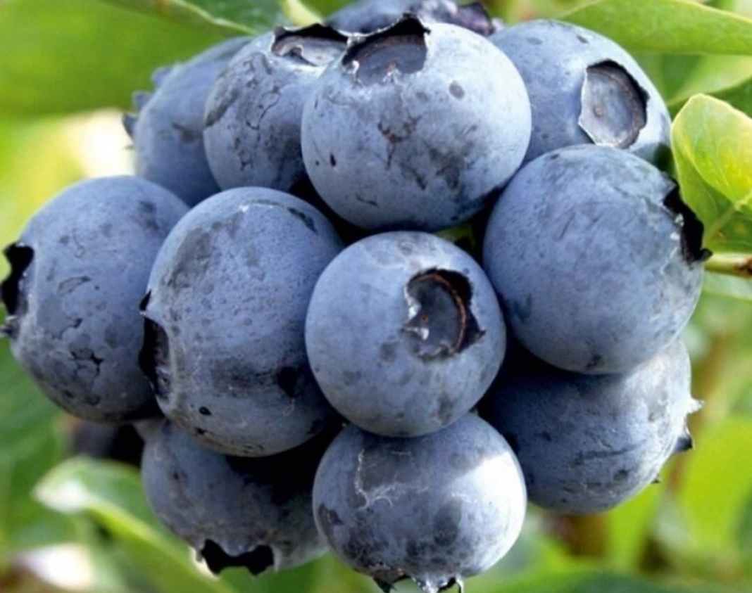 Голубика Дюк Голубика Дюк