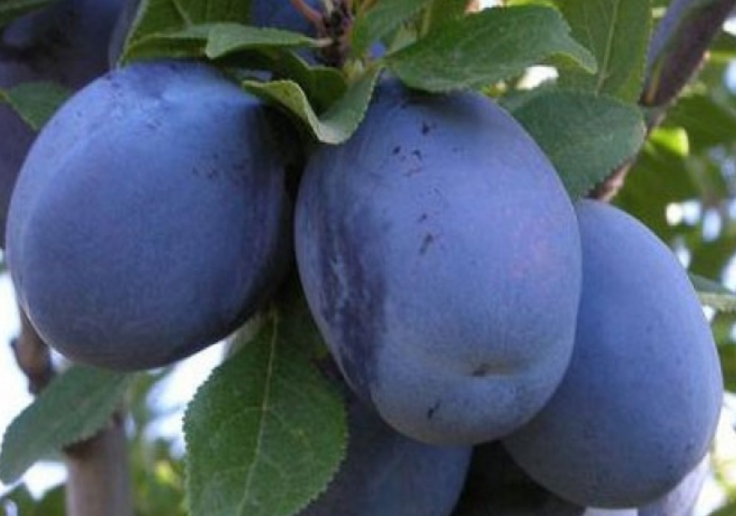 Слива Топ Гигант Слива Топ Гигант