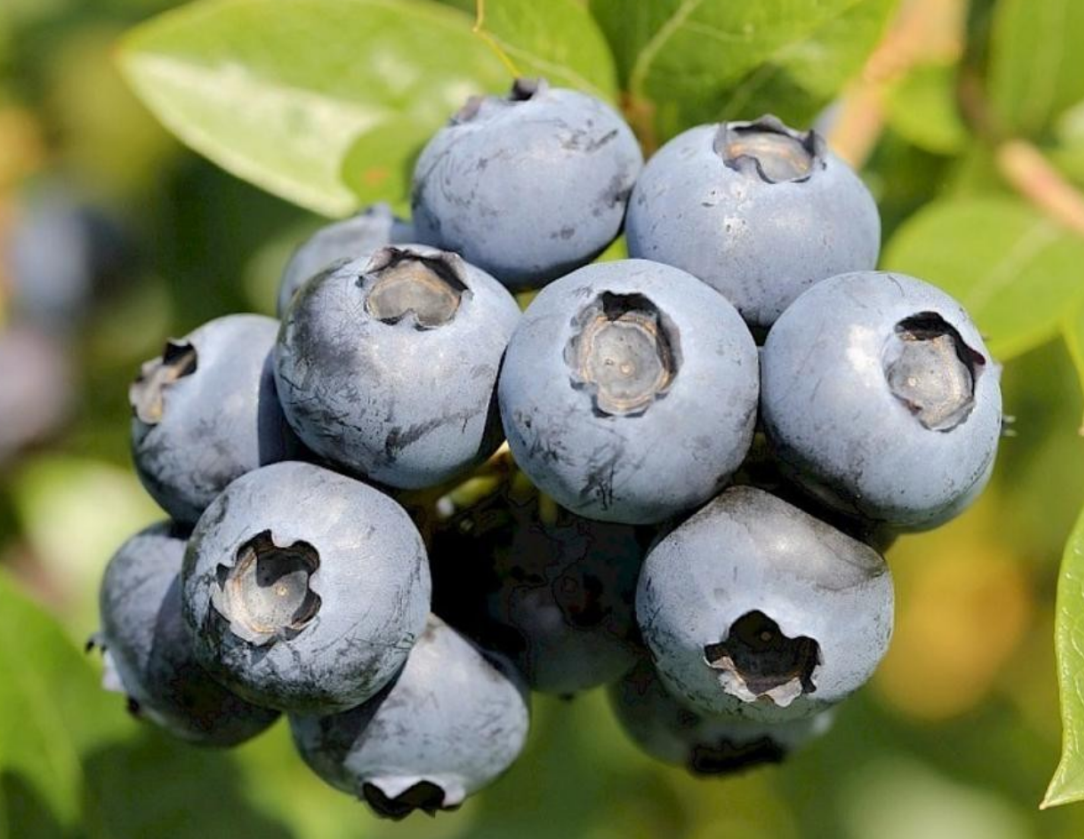 Голубика Нортблю Голубика Нортблю