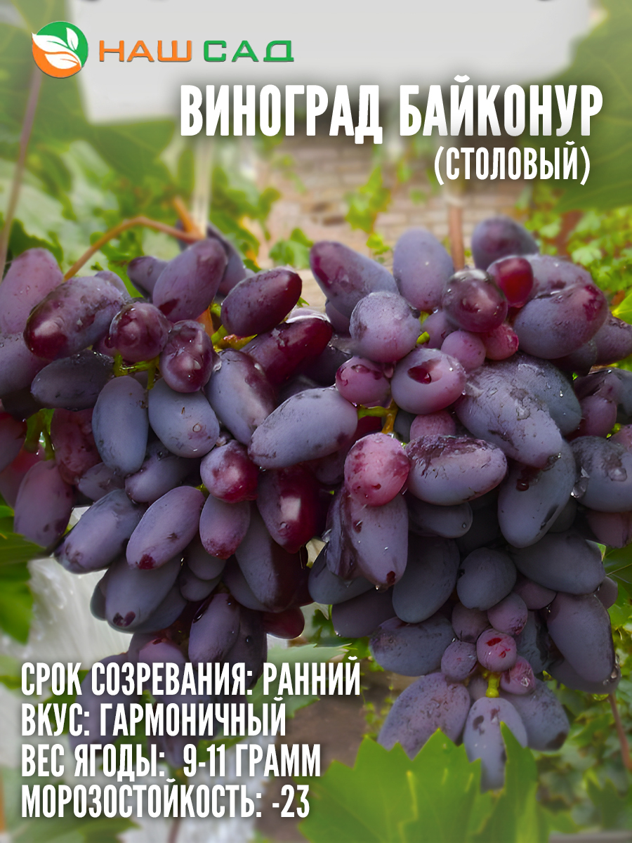 Виноград Байконур Виноград Байконур