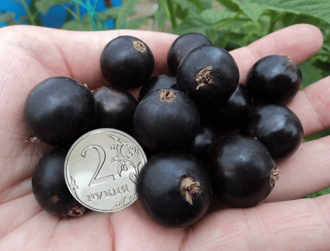 Смородина чёрная Добрыня Смородина чёрная Добрыня