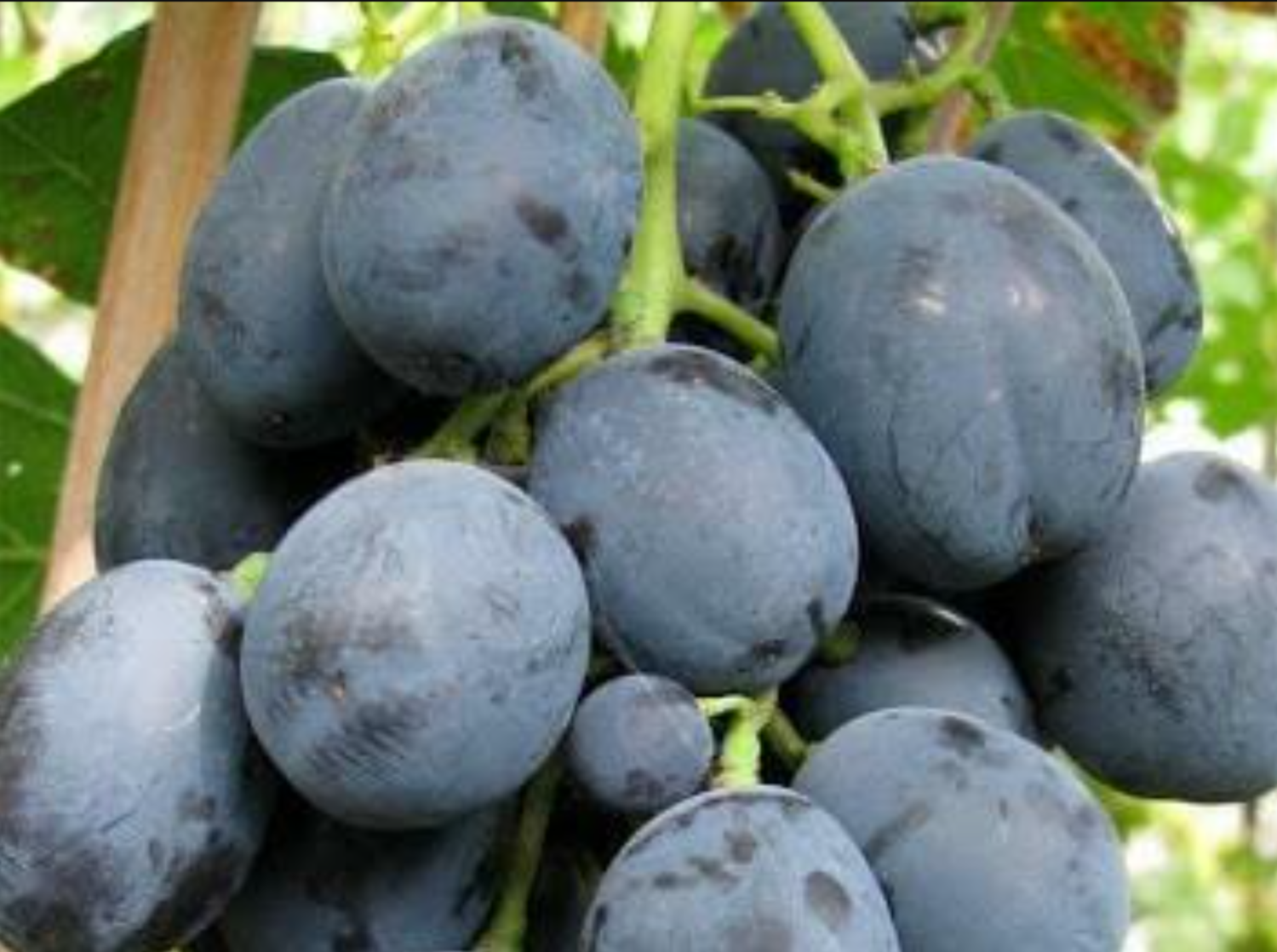 Виноград Фуршетный Виноград Фуршетный