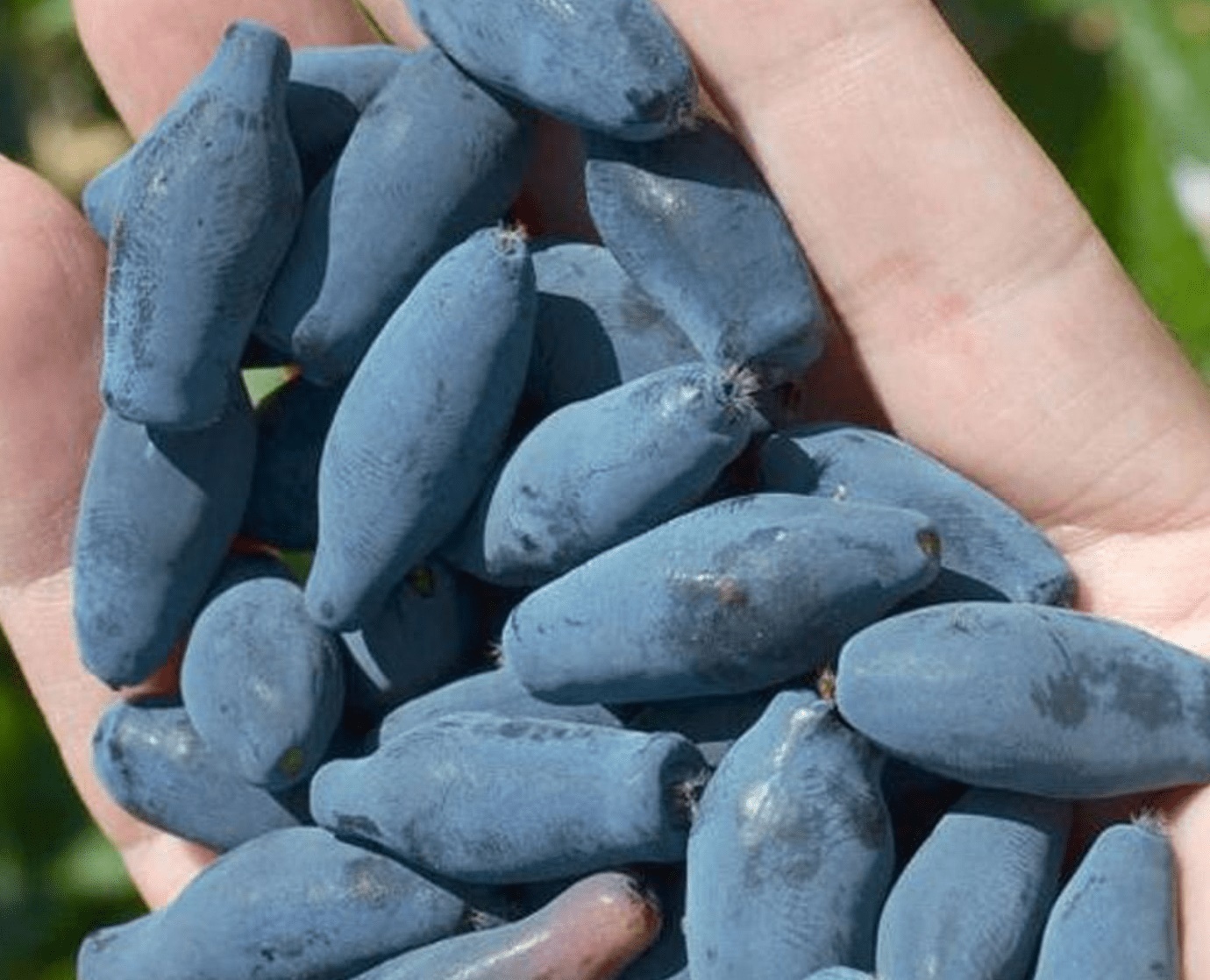 Жимолость Восторг Жимолость Восторг