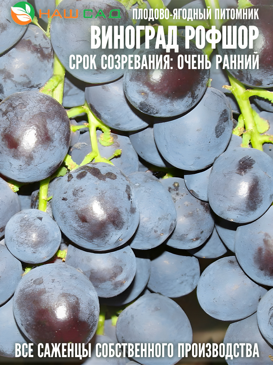 Виноград Рошфор Виноград Рошфор