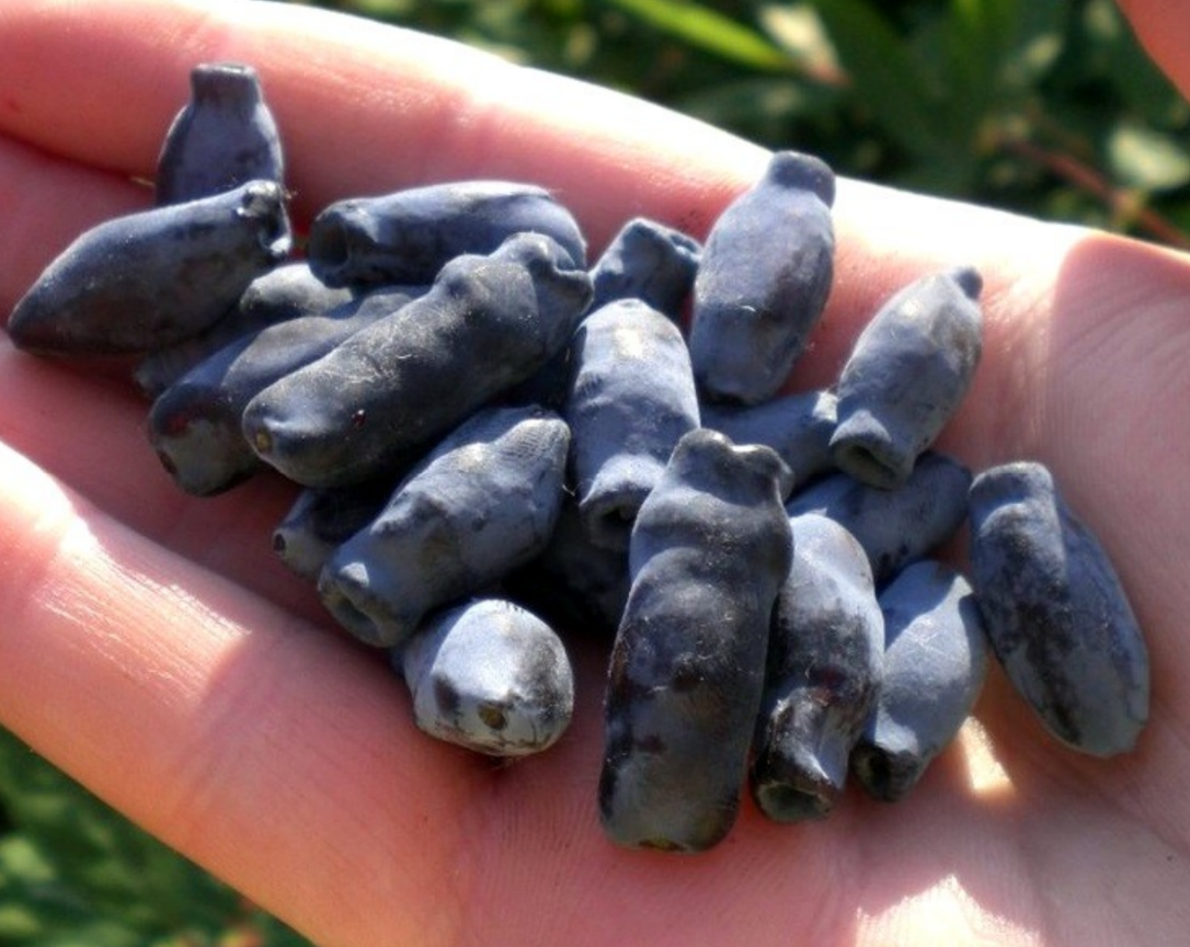 Жимолость Синий утёс Жимолость Синий утёс