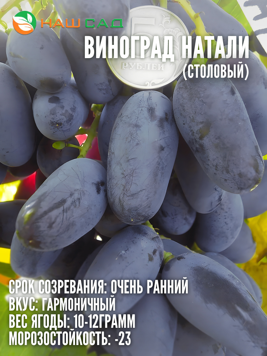 Виноград Натали Виноград Натали