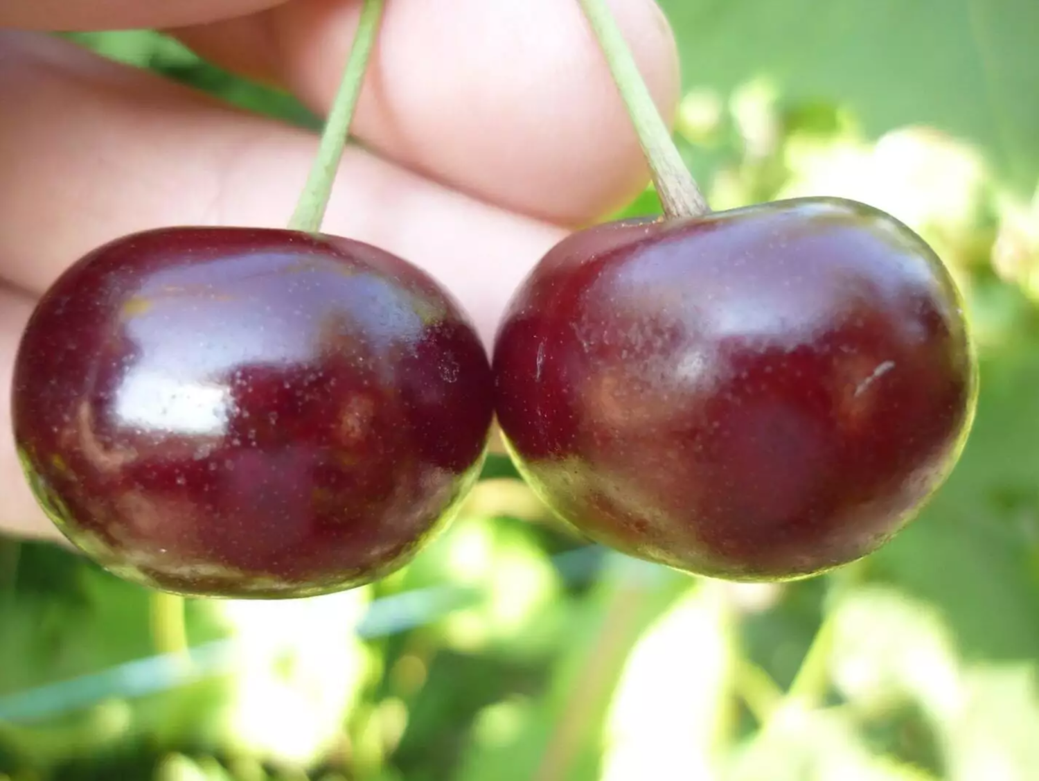 Вишня Шпанка Вишня Шпанка