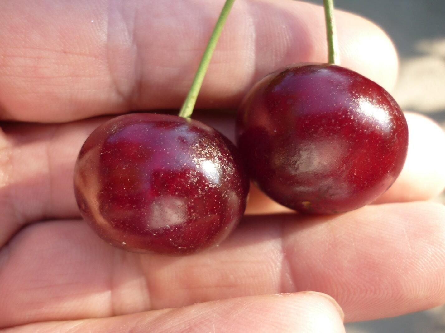 Вишня Подбельская Вишня Подбельская