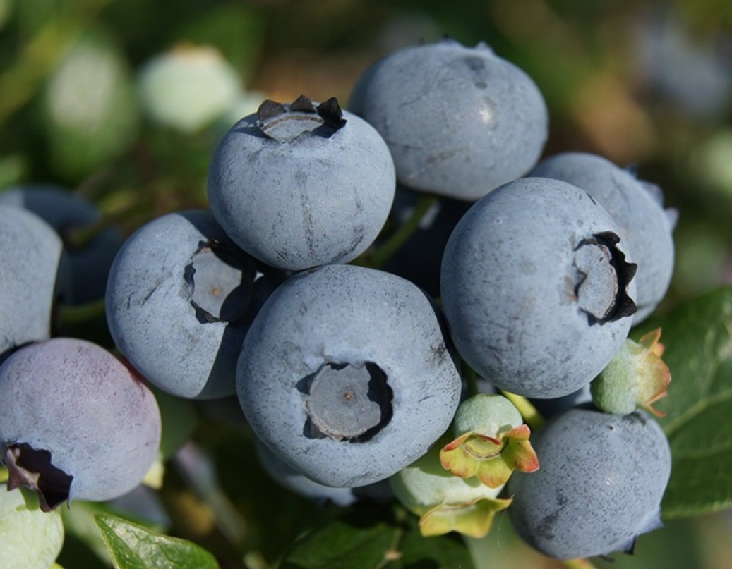 Голубика Легаси Голубика Легаси