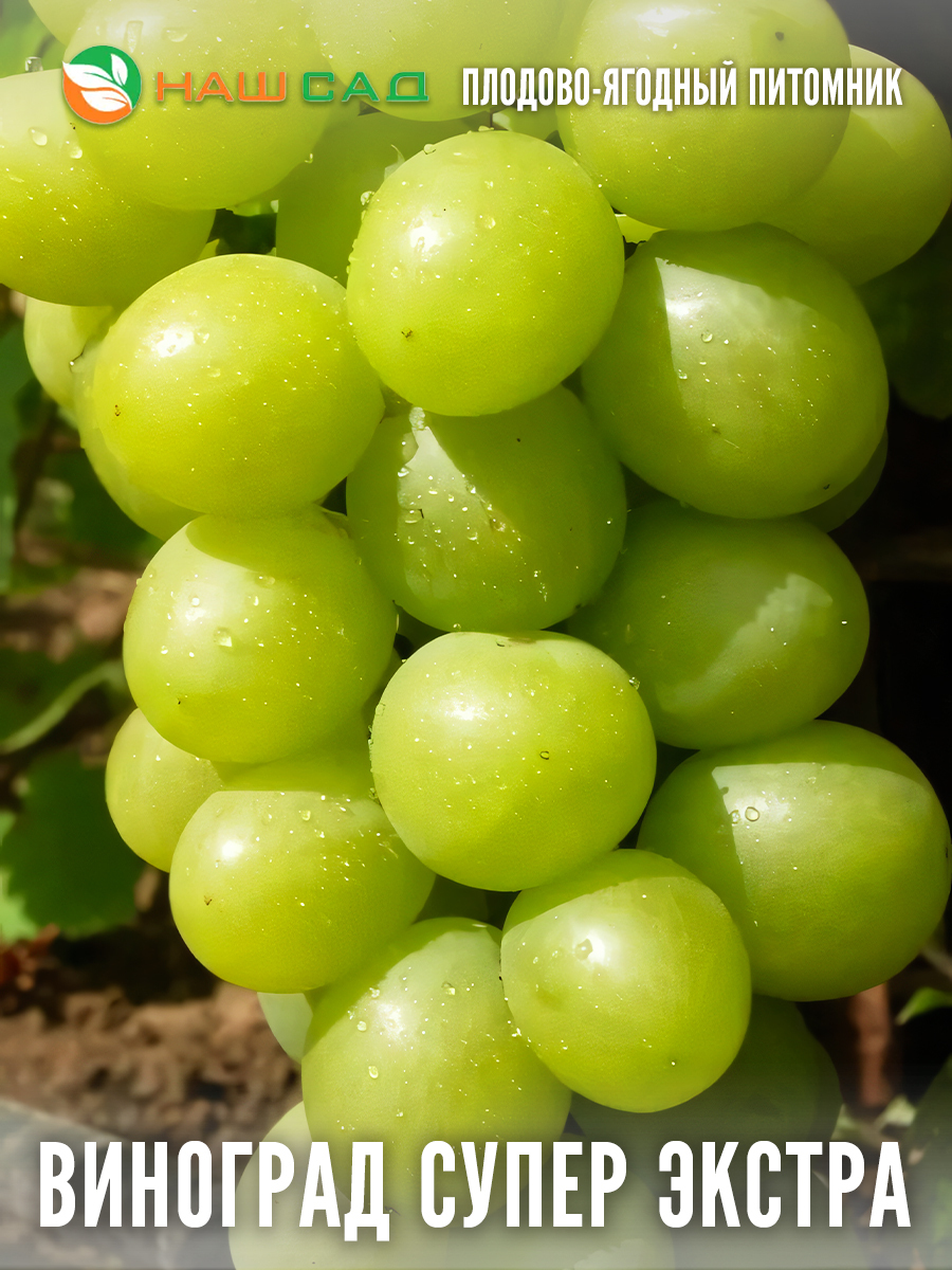 Виноград Супер Экстра Виноград Супер Экстра
