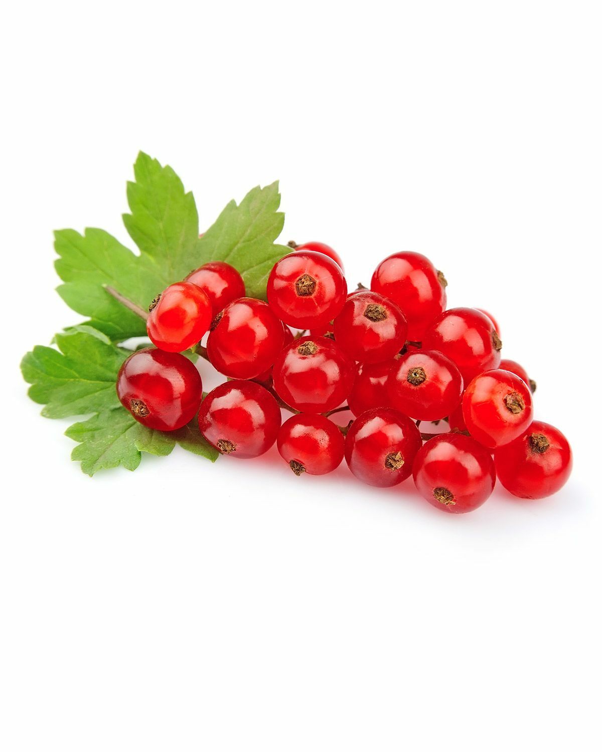 Красная смородина