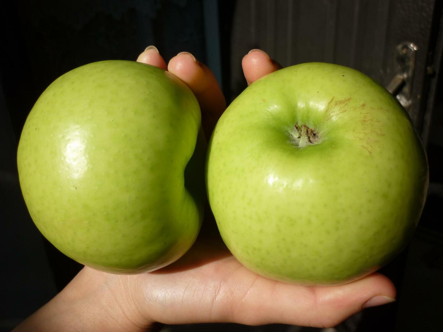 Яблоня Ренет Симиренко Яблоня Ренет Симиренко