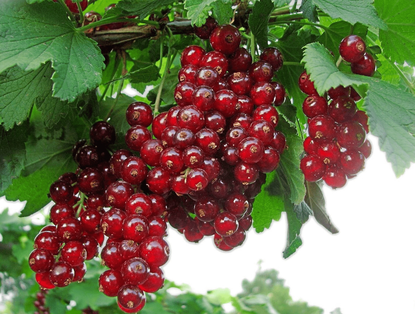 Смородина красная Диана Смородина красная Диана