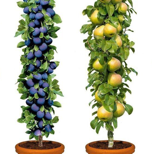 Колоновидные деревья