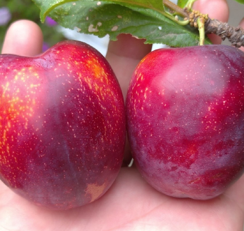 Колоновидная слива Империал Колоновидная слива Империал