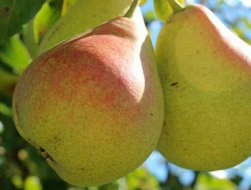 Груша Лесная красавица Груша Лесная красавица