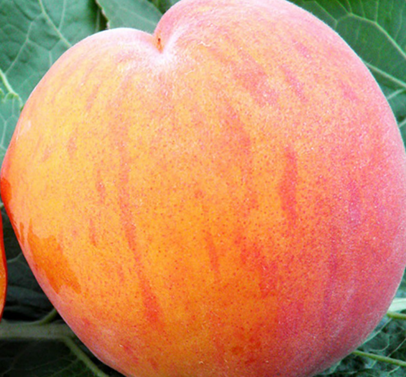 Персик Вайн Голд Персик Вайн Голд