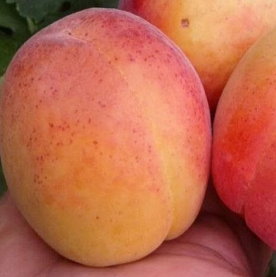 Абрикос НЖА (NJA) – 19 (Нью-Джерси Американ 19) Абрикос НЖА (NJA) – 19 (Нью-Джерси Американ 19)