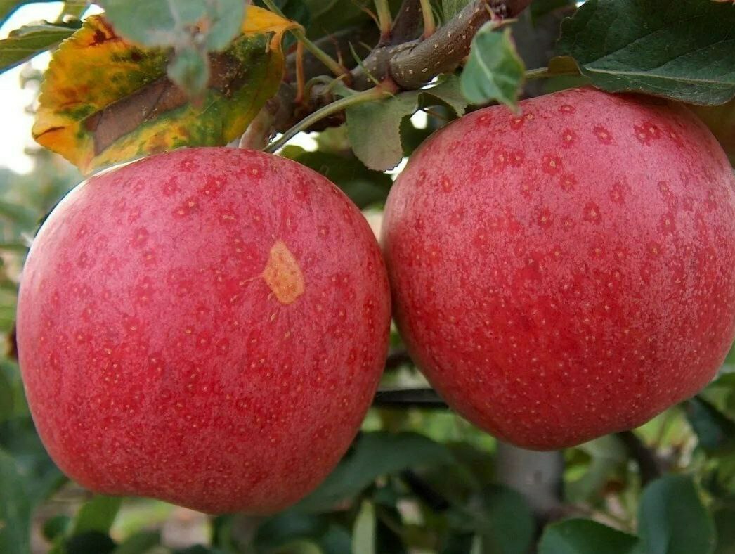 Яблоня Гала Яблоня Гала
