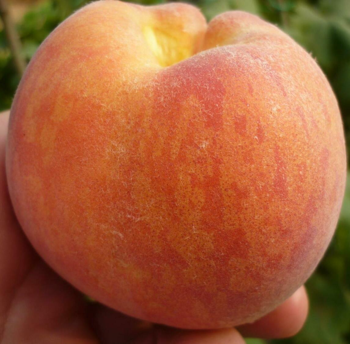 Персик Редхейвен Персик Редхейвен