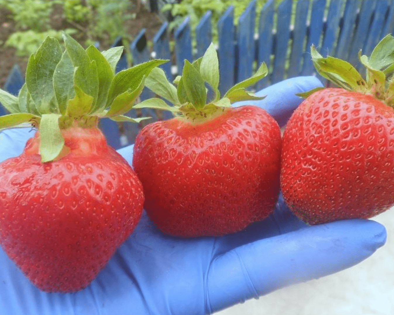 Клубника Фенелла Клубника Фенелла