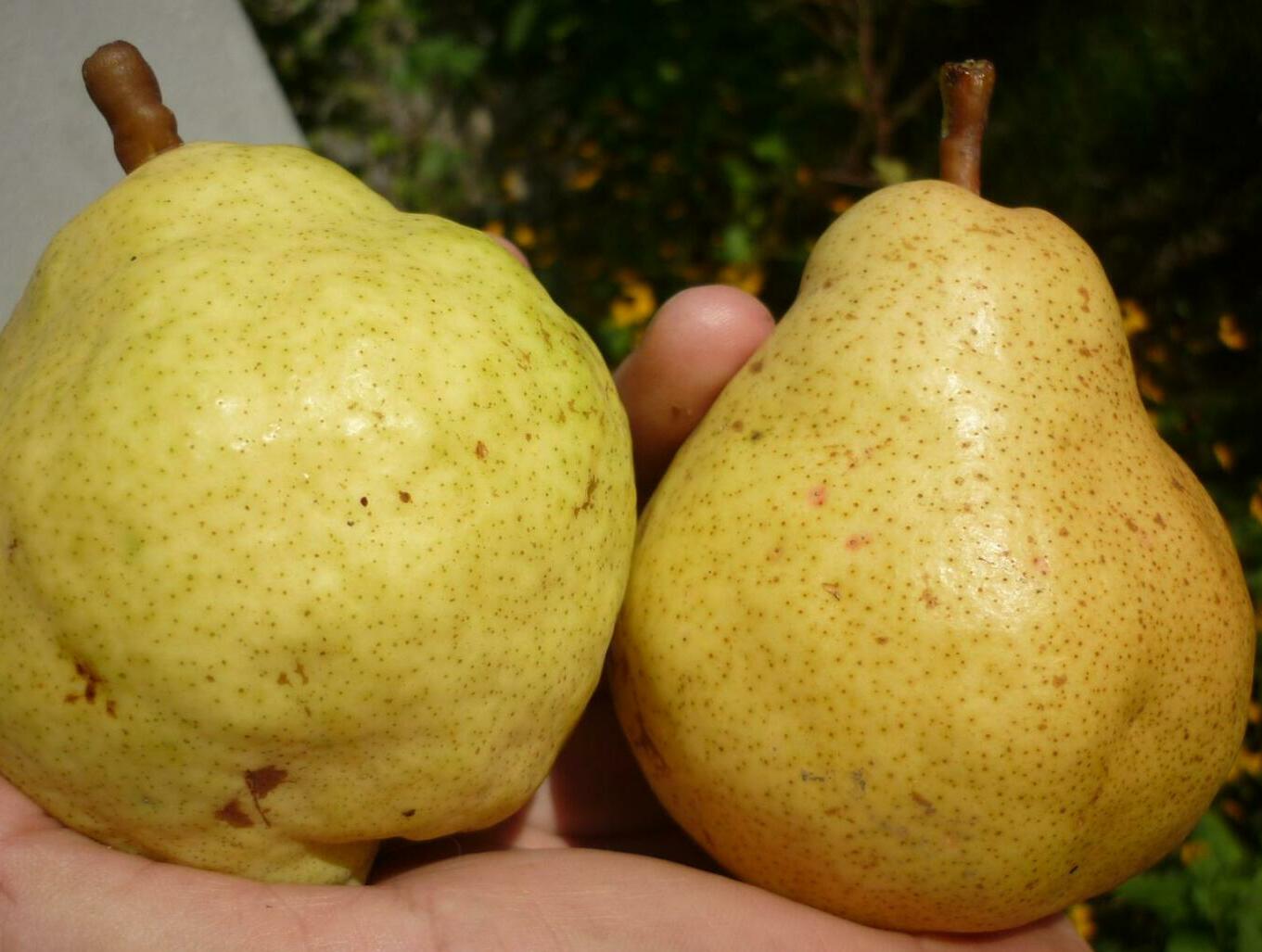 Груша Дюшес летний Груша Дюшес летний