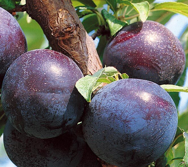 Слива Гилберт Слива Гилберт