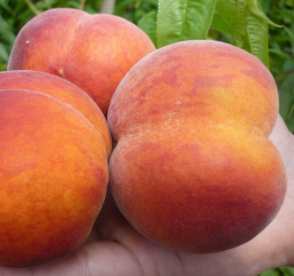 Персик Фаворит Мореттини Персик Фаворит Мореттини