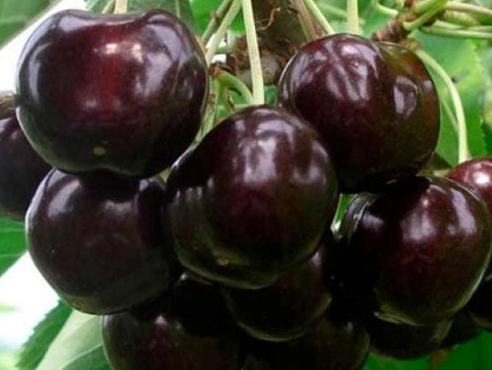 Вишня Встреча Вишня Встреча