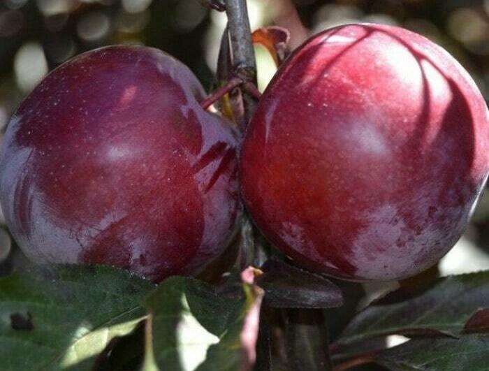 Слива Писсарди (Краснолистная) Слива Писсарди (Краснолистная)