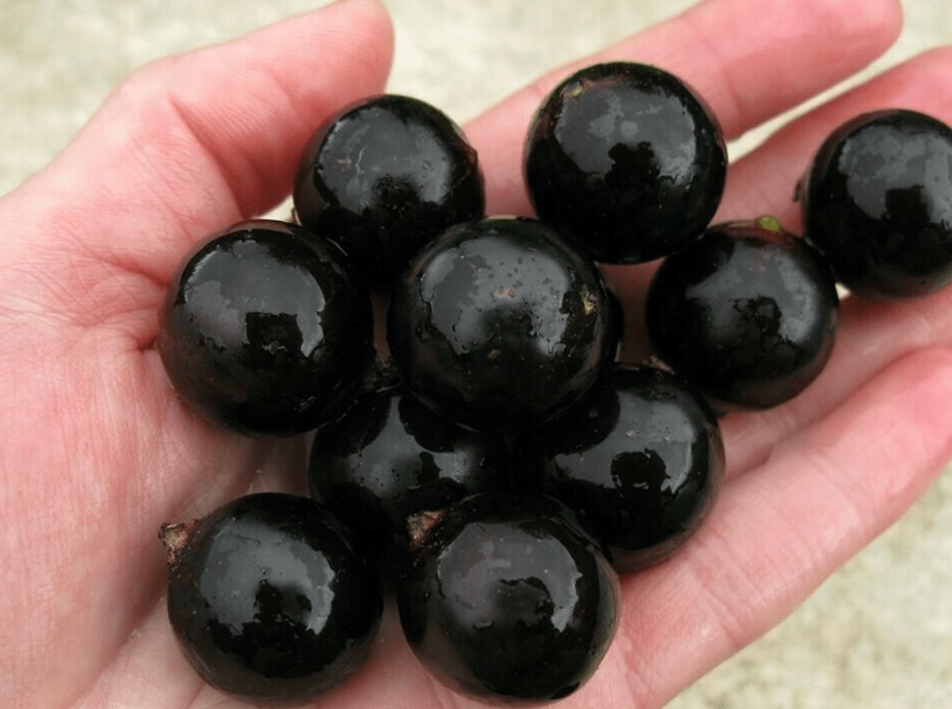 Смородина чёрная Ядреная Смородина чёрная Ядреная