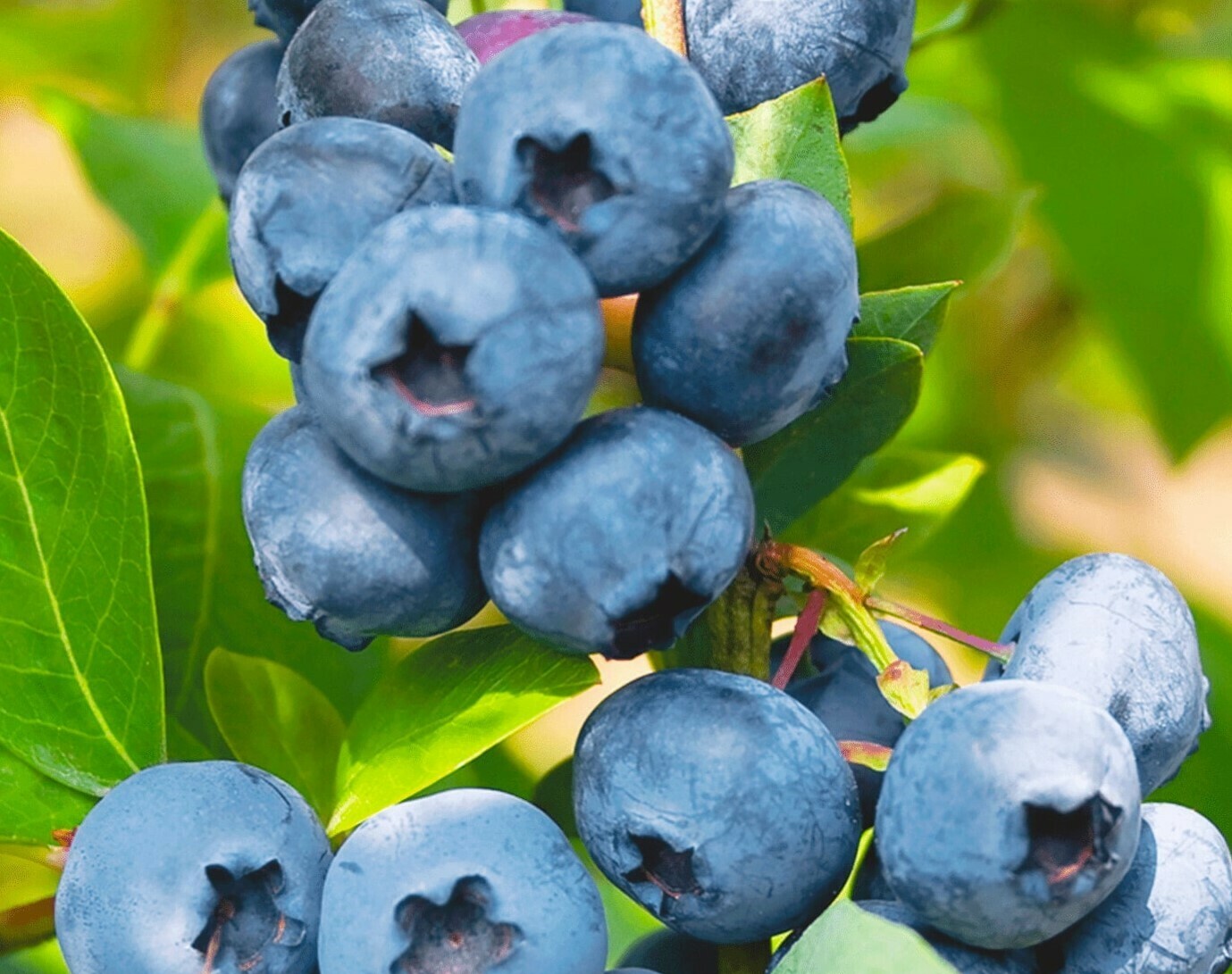 Голубика Река Голубика Река