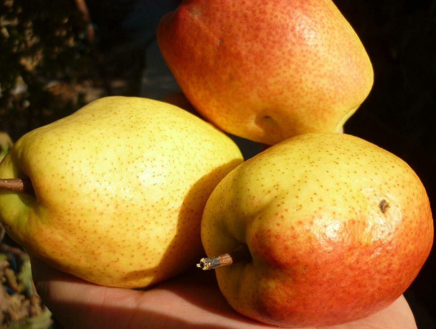 Груша Киргизская зимняя Груша Киргизская зимняя